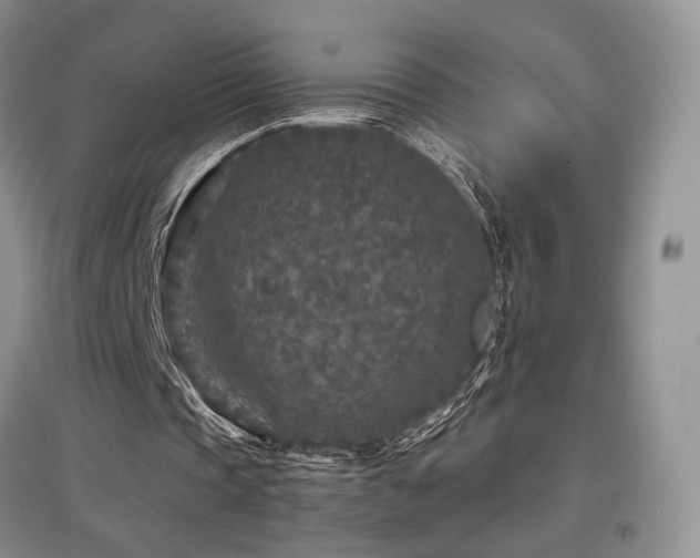 X0000097650337200802291455