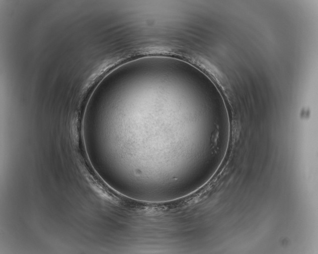 X0000097650345200802291455