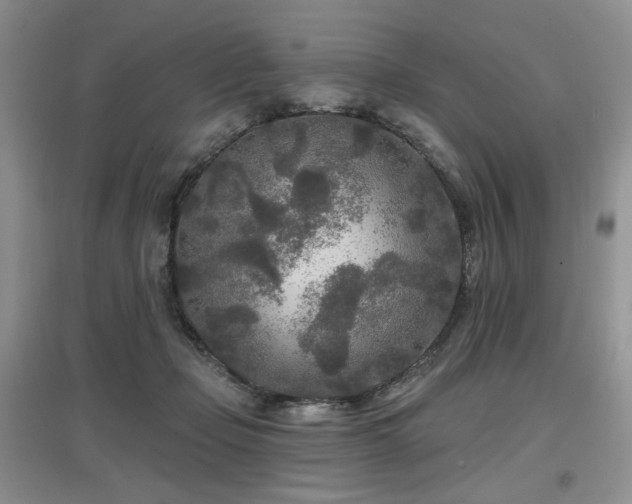 X0000097650365200802291455