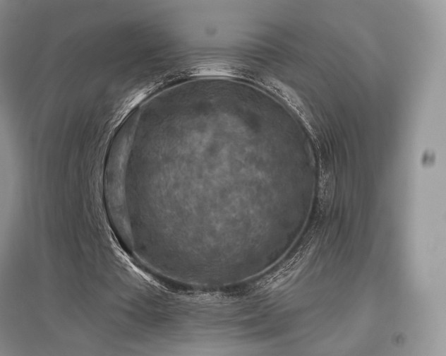 X0000097650385200802291455