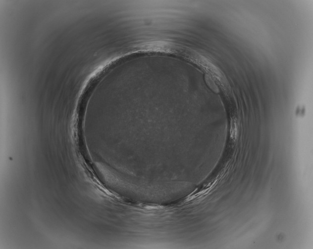 X0000097650388200802291455