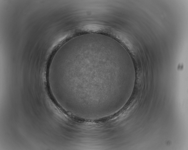 X0000097650399200802291455