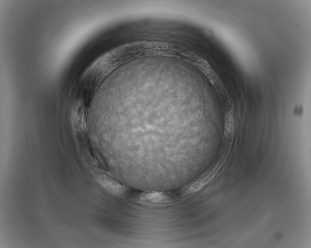 X0000097650431200802291454