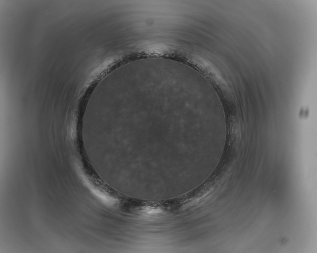 X0000097650496200802291453