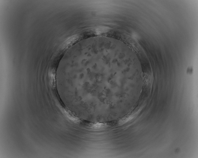 X0000097650527200802291453