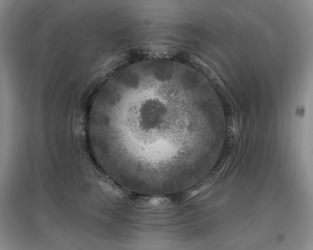 X0000097650663200802291451