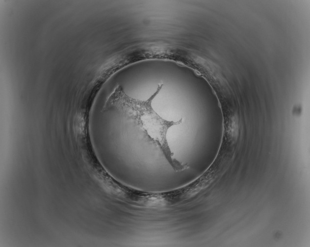 X0000097650715200802291450