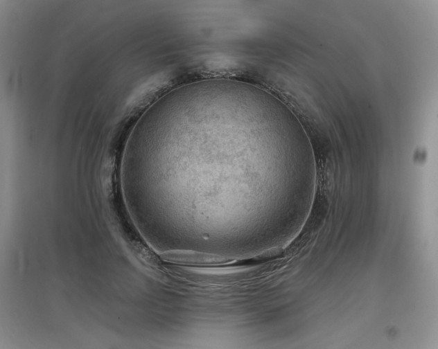 X0000097650742200802291450