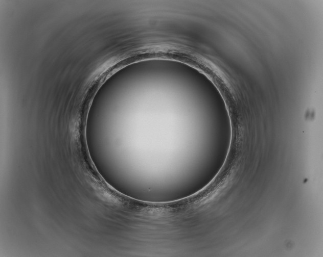 X0000097650778200802291449