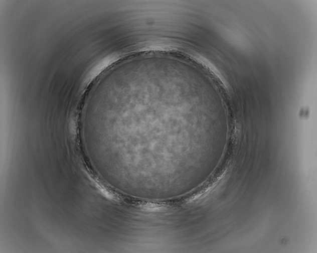 X0000097650874200802291448