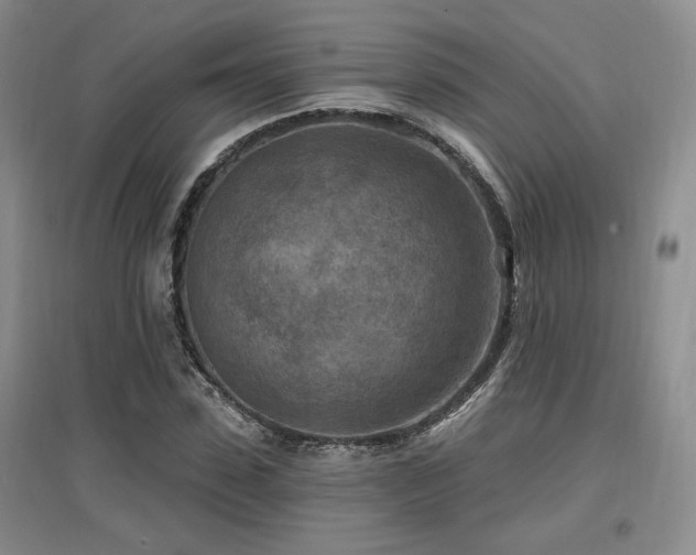 X0000097650923200802291446