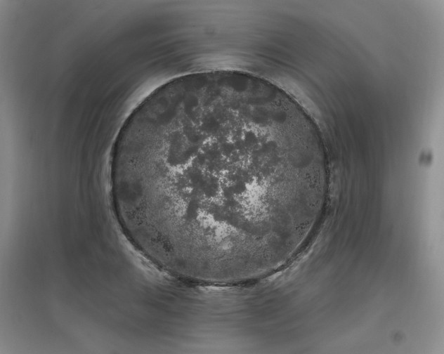 X0000097651031200802291445