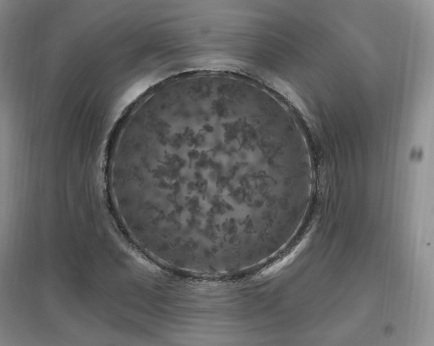 X0000097651071200802291445