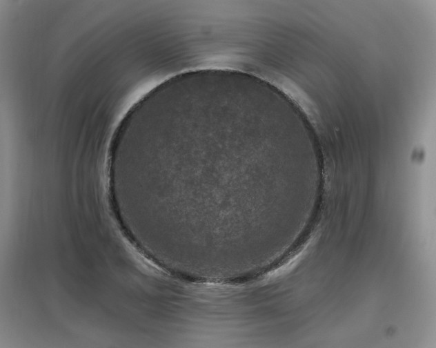 X0000097651077200802291445