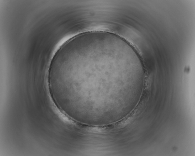 X0000097651086200802291445