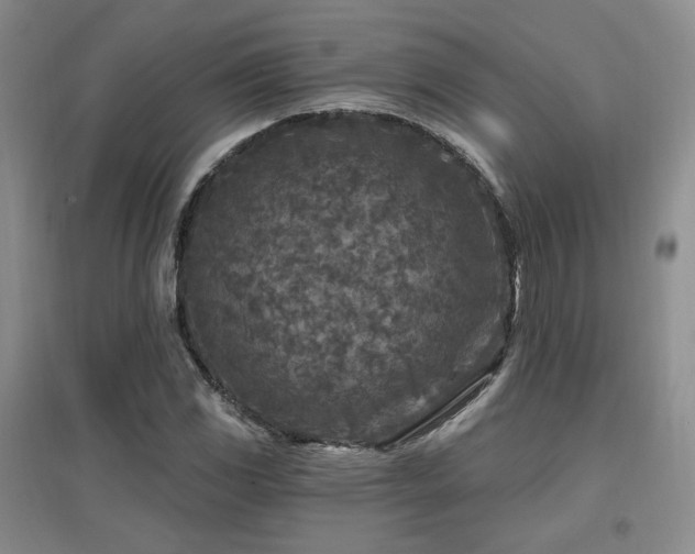 X0000097651117200802291444
