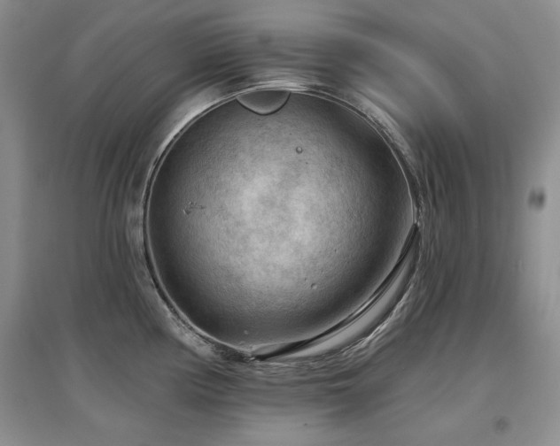 X0000097651194200802291443