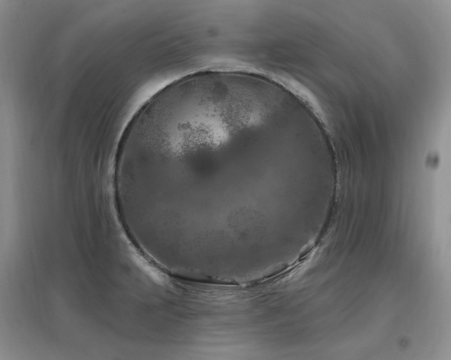 X0000097651231200802291443