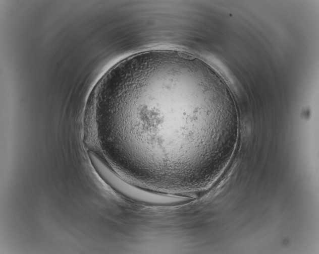 X0000097651244200802291443