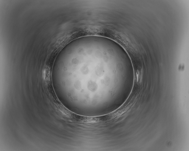 X0000097651251200802291442