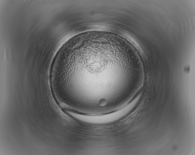 X0000097651283200802291441