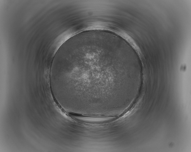 X0000097651337200802291441