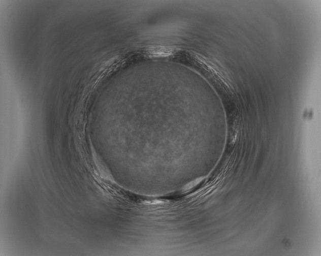 X0000097651441200802291439