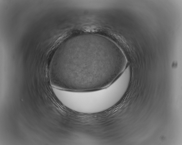 X0000097651444200802291439