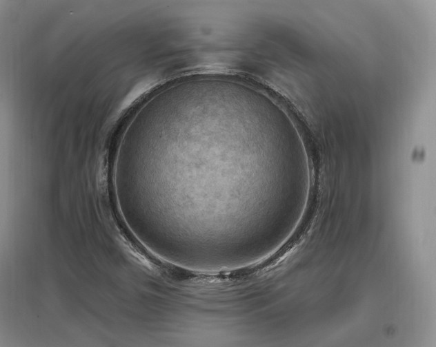 X0000097651450200802291439