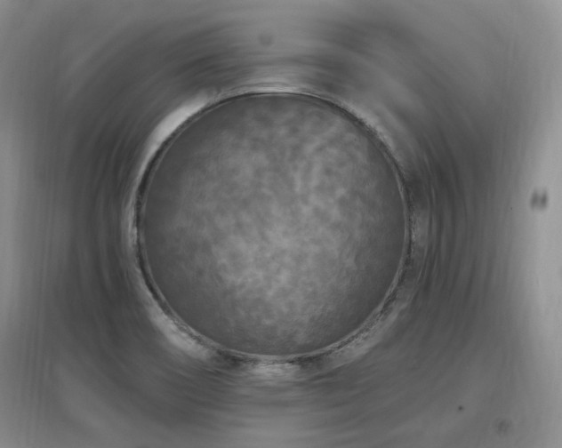 X0000097651466200802291439