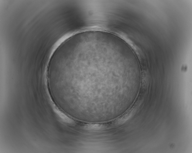 X0000097651474200802291439