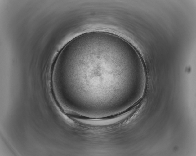 X0000097651525200802291438
