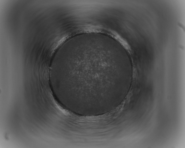 X0000097650009200803071520