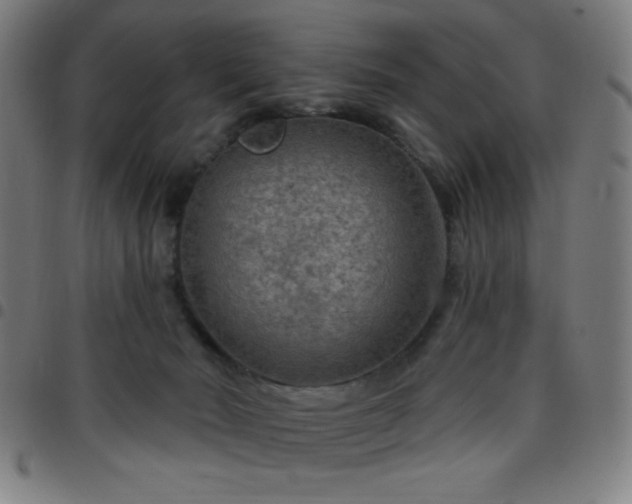 X0000097650030200803071519