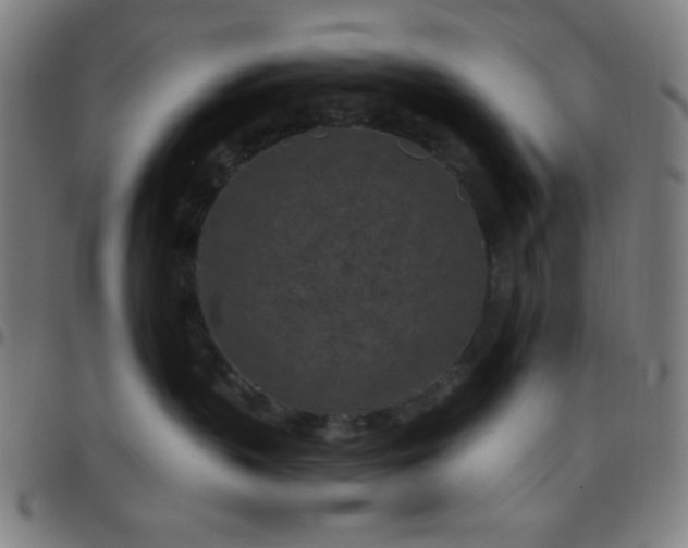 X0000097650383200803071515