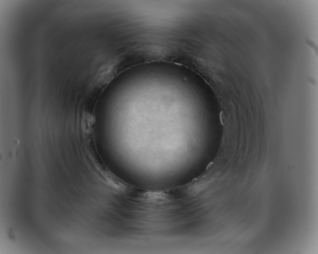 X0000097650528200803071512