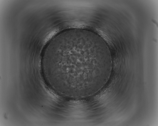 X0000097650679200803071510