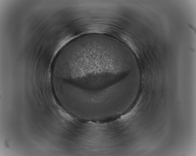 X0000097650779200803071508