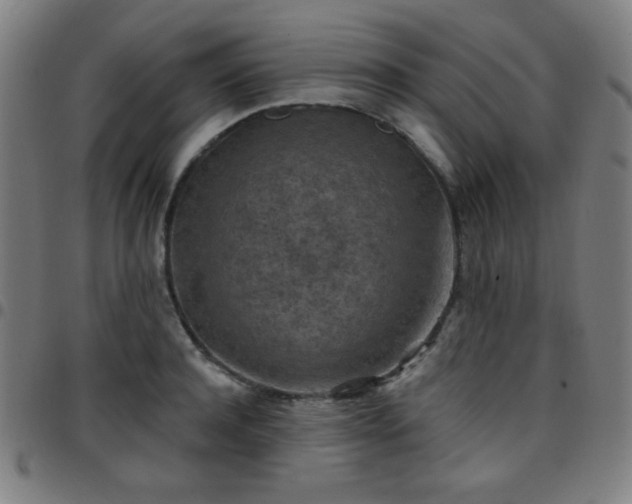 X0000097650944200803071506