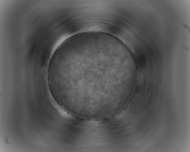 X0000097651086200803071504