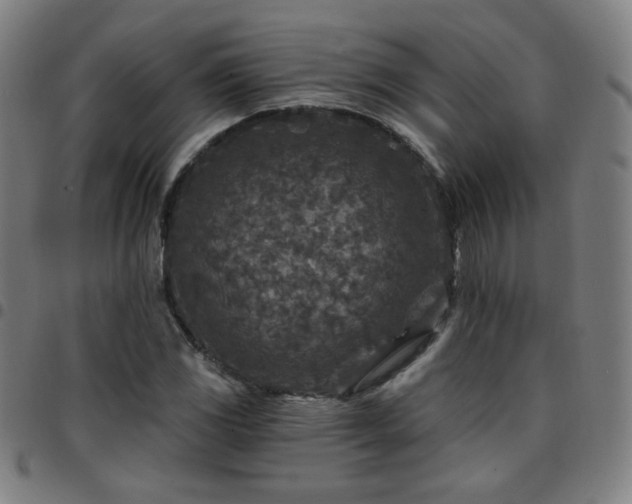 X0000097651117200803071503