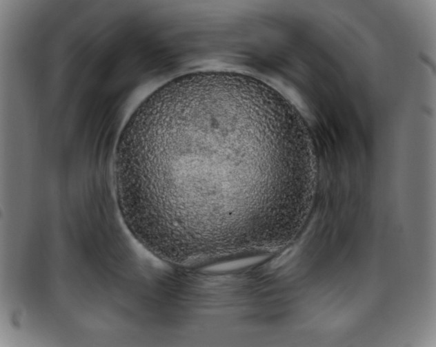 X0000097651247200803071502