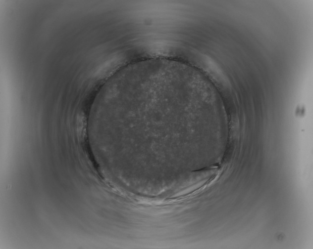 X0000097650029200803142119