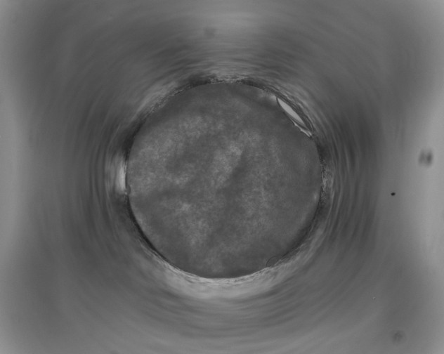 X0000097650046200803142119