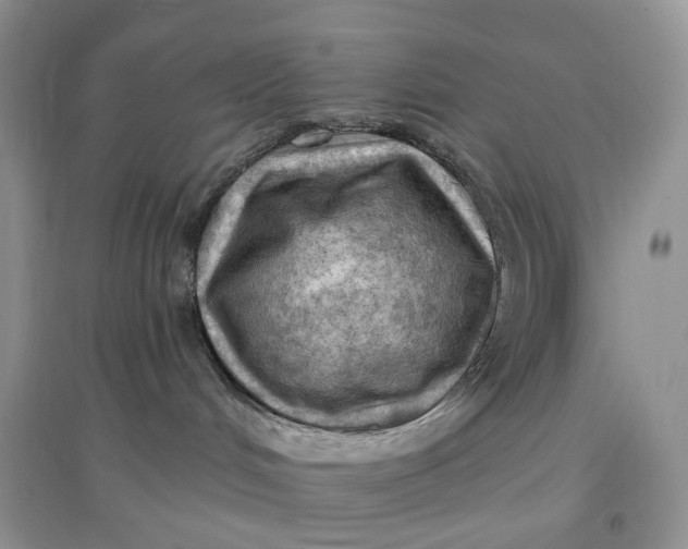 X0000097650048200803142119