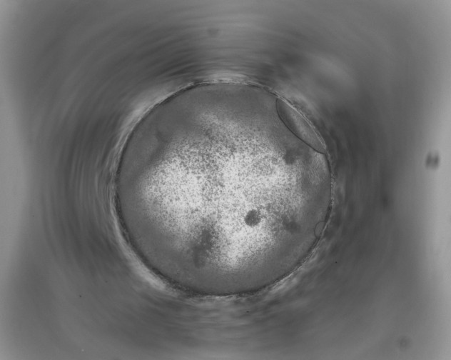 X0000097650049200803142118