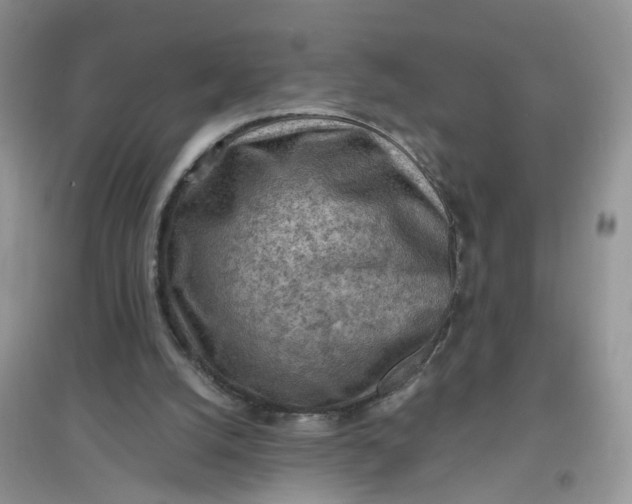 X0000097650056200803142119