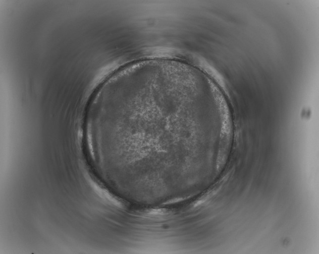 X0000097650059200803142119