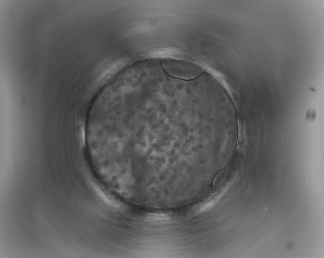 X0000097650061200803142119