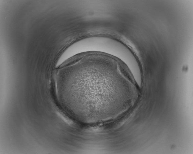 X0000097650065200803142119